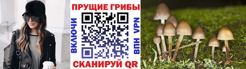 shop официальный сайт  Азов  Галлюциногенные грибы Psilocybe 